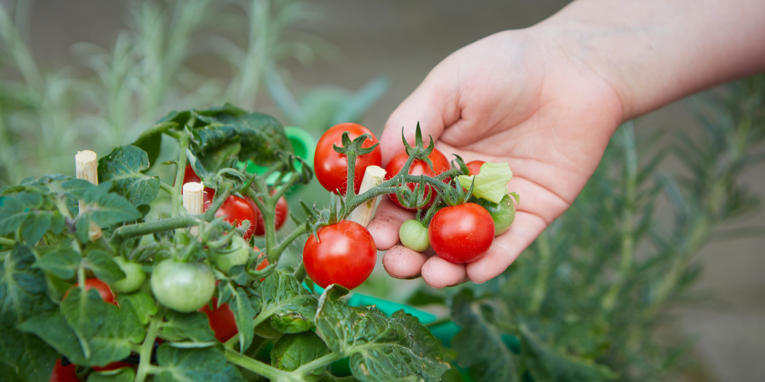 Kinder können naschen, wenn die Tomaten reif sind